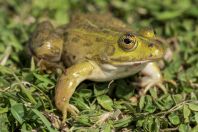 Pelophylax shqipericus, Nishaj