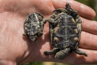 Mauremys rivulata, Mbrostar