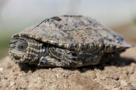 Mauremys rivulata, Mbrostar