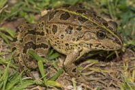 Pelophylax ridibundus, Mbrostar