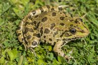 Pelophylax ridibundus, Poçem