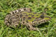 Pelophylax ridibundus, Poçem