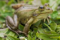 Pelophylax shqipericus, Zvërnec