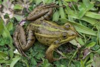 Pelophylax shqipericus, Zvërnec