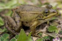 Pelophylax shqipericus, Zvërnec