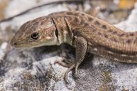 Lacerta viridis, Berat