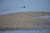 Skadar Lake