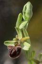 Ophrys sp., Virpazar