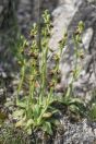 Ophrys sp., Virpazar