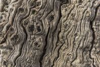 Chestnut bark, Veliki Ostros