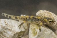Salamandra salamandra, Amantia