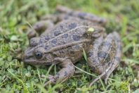 Pelophylax kurtmuelleri, Amantia