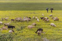 Pasture, Vajkan