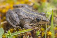 Pelophylax kurtmuelleri, Çervenakë