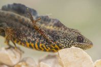 Triturus macedonicus, Çervenakë