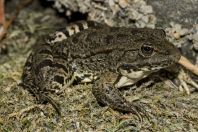 Pelophylax bedriagae, Garni