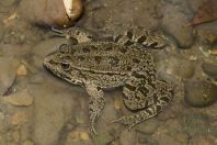 Pelophylax bedriagae, Garni