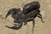 Androctonus sp., Azat Reservoir