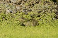 Pelophylax bedriagae, Dalarik