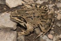 Rana macrocnemis, Aragats