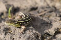 Lacerta media, Aragats