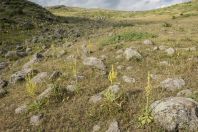 Aragats