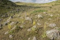 Aragats