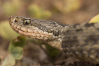 Vipera eriwanensis, Aragac
