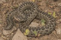 Vipera eriwanensis, Aragats