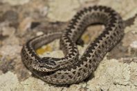 Vipera eriwanensis, Aragac