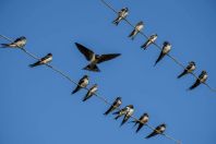Swallows, Nshan