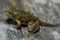 Pelophylax bedriagae - metamorphosis, Bjni 