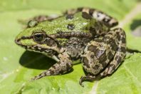 Pelophylax bedriagae, Getik River