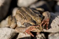 Rana macrocnemis - obranné chování, pohoří Vardenis 