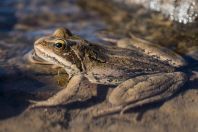 Rana macrocnemis, pohoří Vardenis 