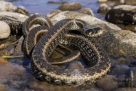 Natrix natrix, pohoří Vardenis 