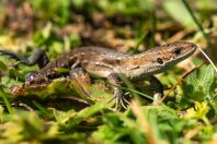 Zootoca vivipara, Gesäuse National Park