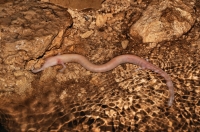 Proteus anguinus, Vjetrenica Cave