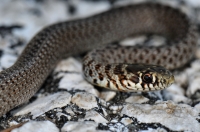 Hierophis gemonensis, Cavtat