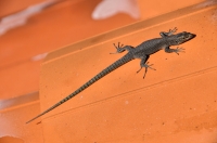 Dalmatolacerta oxycephala, Dubrovnik