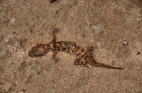 Hemidactylus turcicus, Dubrovnik