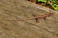 Podarcis muralis, NP Kozara