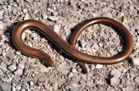 Anguis fragilis, Oštrelj