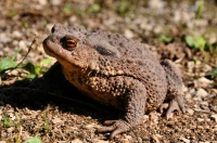 Bufo bufo, Gračanica