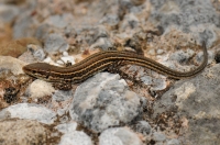 Podarcis melisellensis, Nevesinje