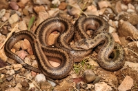 Coronella austriaca, Nevesinje