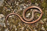 Anguis fragilis, NP Sutjeska