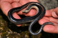 Anguis fragilis, NP Sutjeska