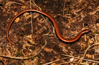 Anguis fragilis, NP Sutjeska