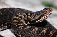 Vipera berus, NP Sutjeska